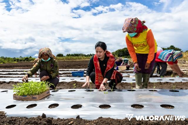 <p>Petani Humbahas Keluhkan Pupuk Subsidi dan Nutrisi bagi Lansia, Puan: Nanti Saya Beresin<p>