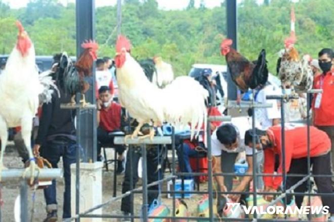 <p>Yuk Nikmati Alarm Terbaik dari Camping Ground Solok Radjo, Ayam Kukuak Balenggek<p>