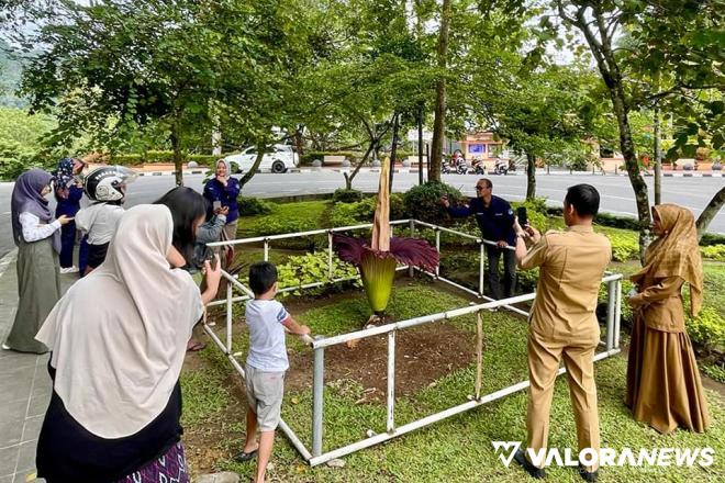 <p>Peristiwa Langka, Bunga Bangkai Mekar Sempurna di Padang Panjang<p>
