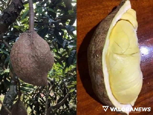 <p>Viral! Durian Gundul Asal NTB yang Mulai Dicari-cari, Awalnya Tak Dimakan Warga Karena Mistis<p>