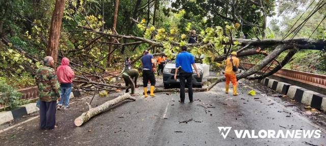 <p>Pohon Tumbang Timpa 1 Unit Mobil di Bukit Ambacang, Pengendara Trauma<p>