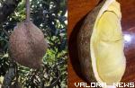 <p>Viral! Durian Gundul Asal NTB yang Mulai Dicari-cari, Awalnya Tak Dimakan Warga Karena Mistis<p>
