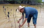 <p>Tim Pengabdian Masyarakat UNU Sumbar Tanam Mangrove di Sungai Pinang<p>